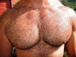 warriormale:  Big pecs. A thick hairy chest