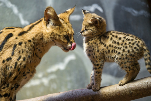 dirtshrines:servals