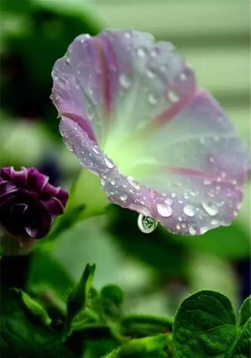 dew drops