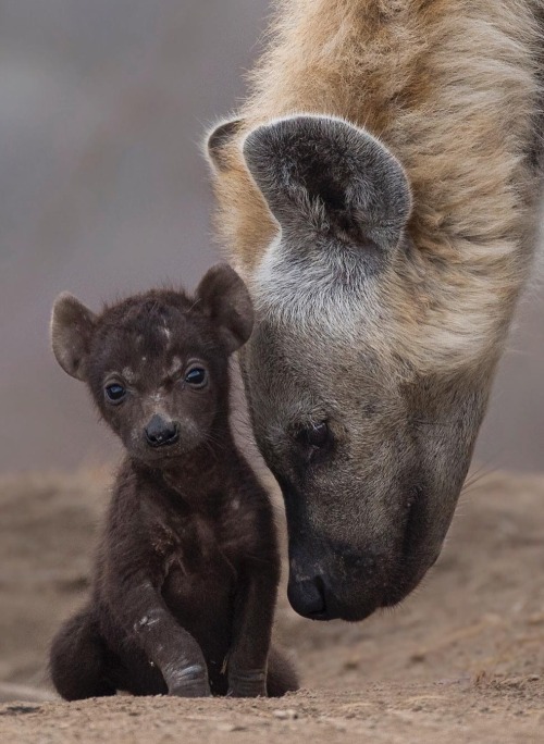 beautiful-wildlife:A Special Moment by © don_heyneke