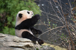 giantpandaphotos:  Bao Bao at the National