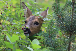 michaelnordeman:  Roe deer/rådjur.