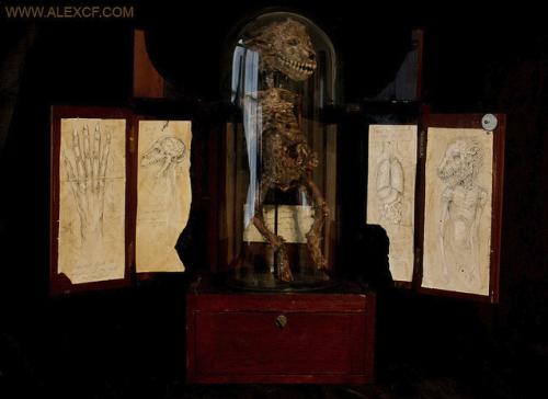 meganiane:  Infant Lycanthrope    This lycanthrope cannot be identified as a new born lycan or an infected human who gave birth to this infant. Regardless it was born Lycan, yet suffered some degree of malformation of the lungs. The specimen is presented