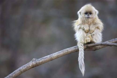 bestianatura:  The  Snub Nosed monkeys are porn pictures