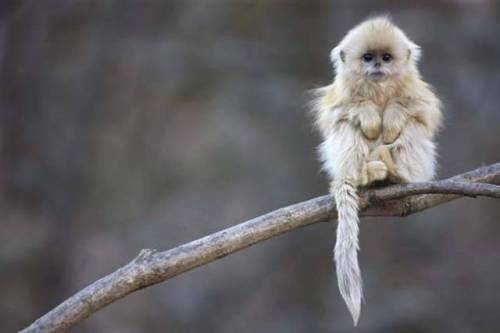 bestianatura:  The  Snub Nosed monkeys are found in Asia at heights of about 13,000 feet.  They’re rarely spotted and deforestation has had detrimental effects on  their population.