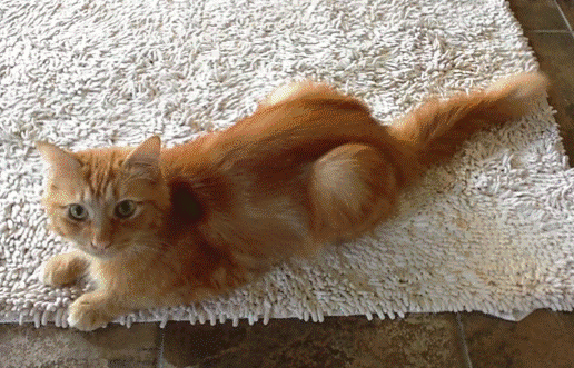  Swishy Tail 