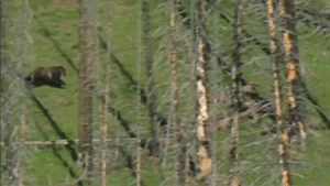sizvideos:  Grizzly Mother Bear Chases Down Elk - From Siz app (iOS / Android)Video