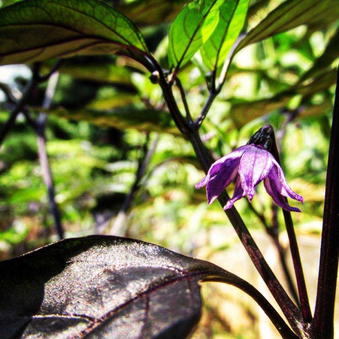 Large Black Piquin Pepper. Black leaves, black tiny fruit following these gorgeous purple flowers. Another pepper artist Horace Pippin traded with William Woys Weaver’s grandfather for therapeutic bee stings in the early to mid 1940s. #heirloompepper...