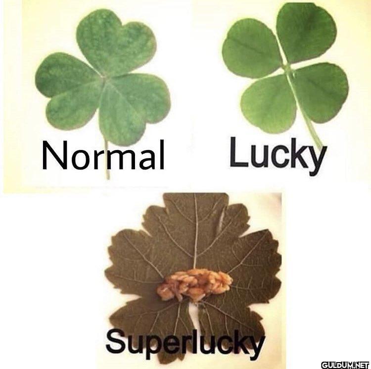 Normal Lucky Superlucky   Kaynak