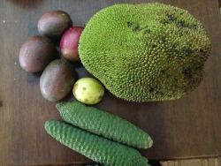 cleanbodyfreshstart:  Dan and I went on an adventure in the garden across the road and picked jackfruit, passionfruit and monstera deliciosa