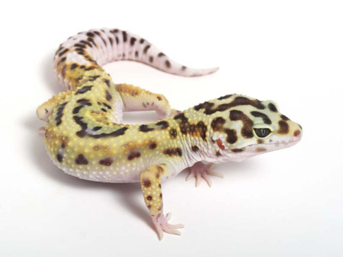 fortheloveofherpetology:  Leopard Gecko (Eublepharis macularius) Leopard geckos have a small “bark” they use if agitated Unlike most other gecko species, the leopard gecko has eyelids. They can even blink and close their eyes while sleeping Like many