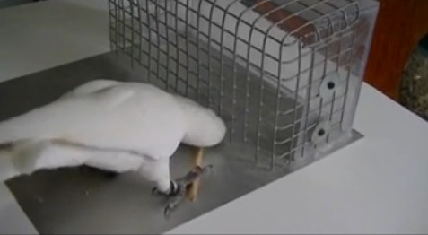 neurosciencestuff:  Cockatoos pick up tool use and manufacture through social learning Two years ago, we brought you the story of Figaro, a Goffin’s cockatoo that lived at a research center in Vienna. These birds don’t use tools in the wild—Figaro’s