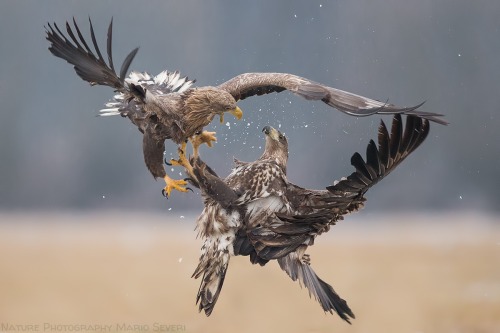 Clash of the white-tailed eagles ! by Mario Severi.More Animals here.