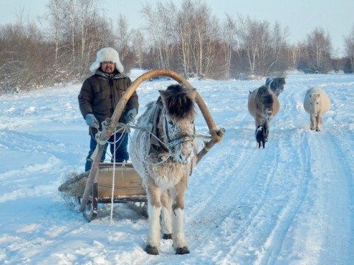 Yakuts people in the Khangalassky District of the Sakha Republic(Siberia):Horse herders on an island