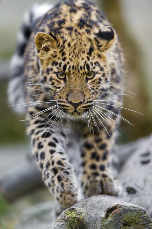 bigcatkingdom:Approaching young Amur leopardess by Tambako The Jaguar