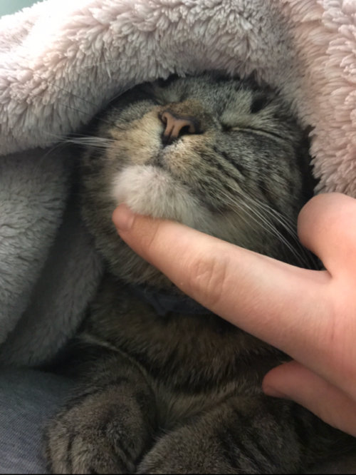 Under the blankets with mom where it’s nice and warm….