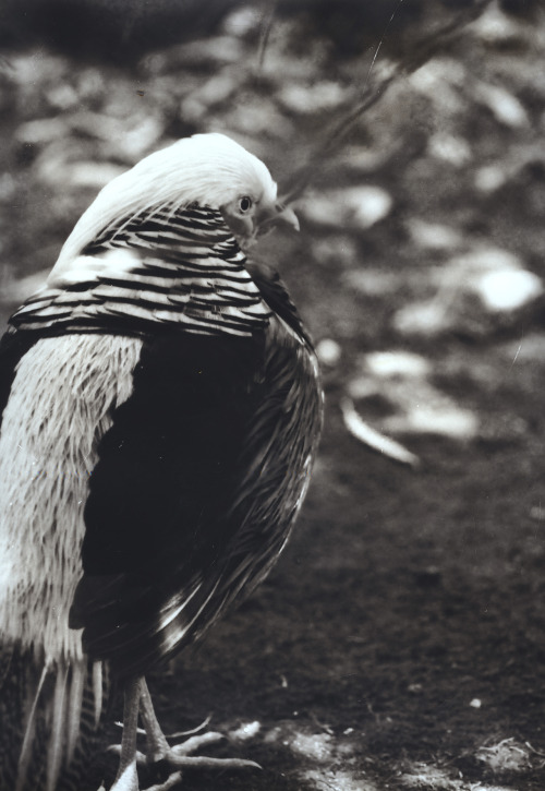 Golden PheasantSepia-toned silver gelatin printBirdie St. Pierre