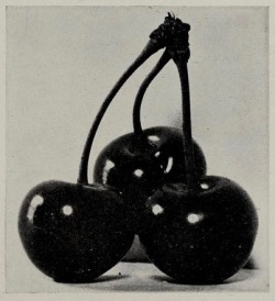 nemfrog:Montmorency cherries. Van Holderbeke Nursery Company catalogue, Spokane, Washington. 1909.