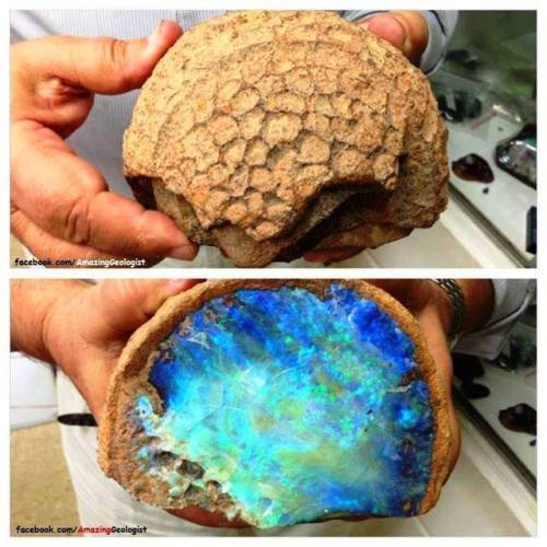 geologyin-blog: I bet we could convince someone this is an alien’s brain =D Opal Fossil Coral, Austr