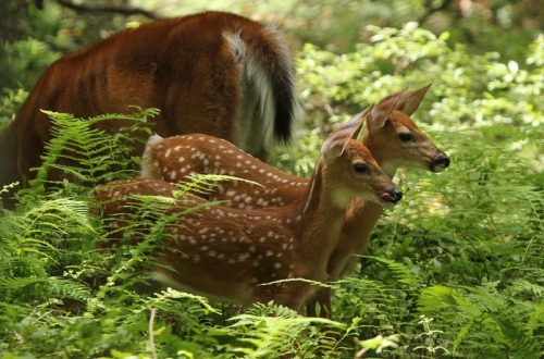 celtic-forest-faerie:{Whitetail Fawns Feeding On Mom} by {Shill718}