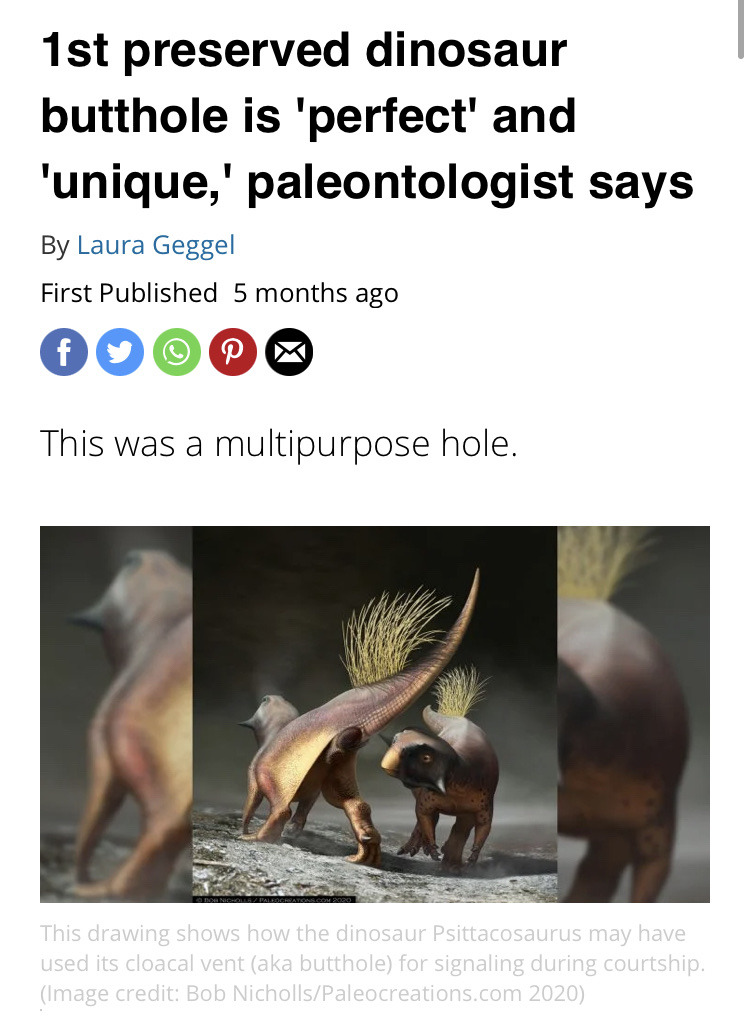 sabertoothwalrus:girl are you the first preserved dinosaur butthole cause you are “perfect” and “unique”