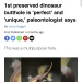 sabertoothwalrus:girl are you the first preserved dinosaur butthole cause you are “perfect” and “unique”