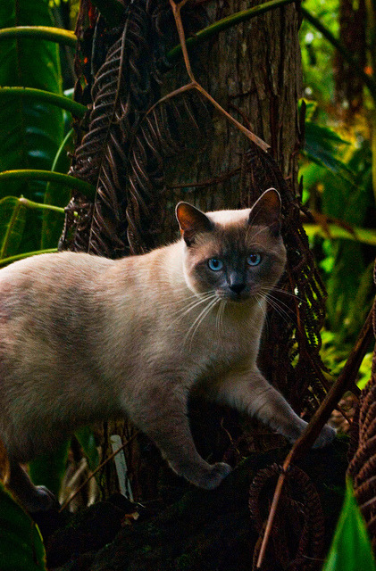 Siamese Cat in Hawaiian Forest  (by Anjali Arts)