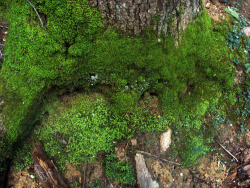 frolicingintheforest:  Moss and liverworts. 