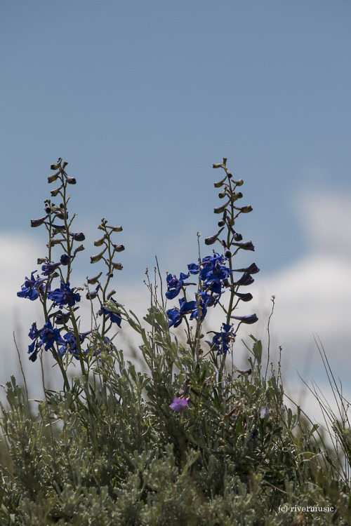 Larkspur (Delphinium sp.) blooms beautifully along the skyline, northwest Wyomingriverwindphotograph