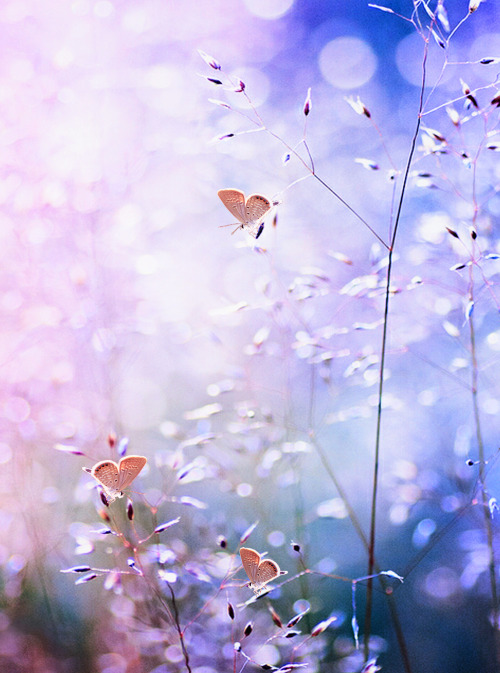 me-lapislazuli:Harmony In Heaven | by TriSetyoWidodo | ift.tt/1EZez7y