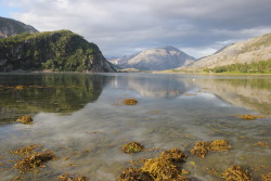 plantcosmos:  picking seashells at kjellingstraumen,