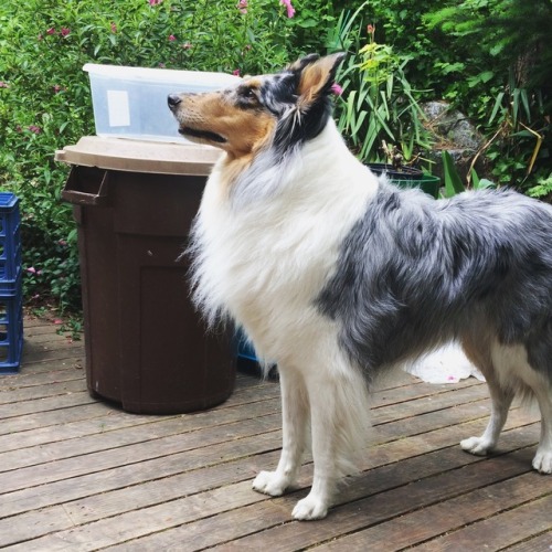 Six is a good age to start growing in a neck ruff, right? (Seriously, that whispy fluff on his chest