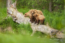 fuck-yeah-bears:  Over The Russian River