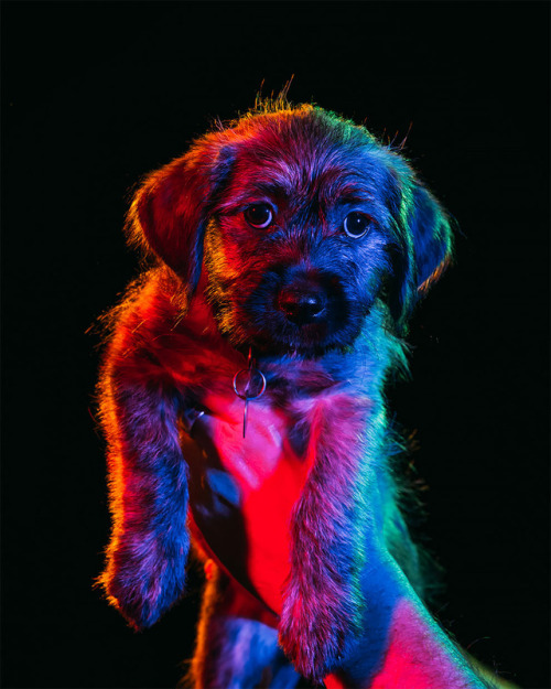 linxspiration:Photographer Captures Psychedelic Dog Portraits That Are Saving Animal Lives