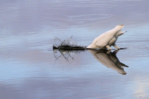 Great White Egret (Ardea alba)