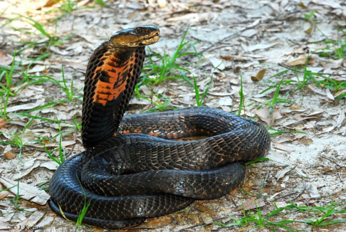 exotic-venom:(Naja mossambica) Mozambique spitting cobraVenom mainly cytotoxic & can cause consi