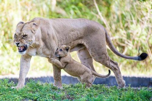 zooborns:  Zoo Miami’s Lion Cub Makes His First Public Apearance  For the first time in Zoo Miami history, a Lioness and her cub went on public exhibit together. First-time mother Asha and her three month old male cub K’wasi thrilled zoo guests last