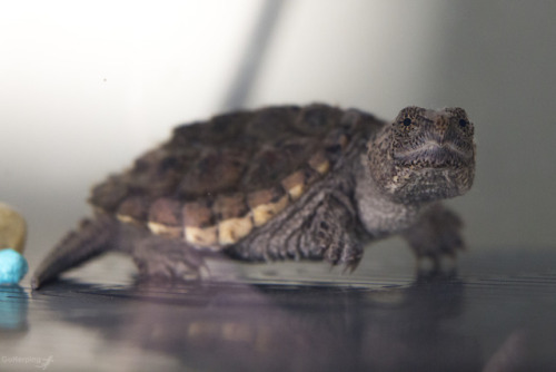  When’s the last time I featured the snapping turtle? Here he/she is, ready for dinner. In fact, the