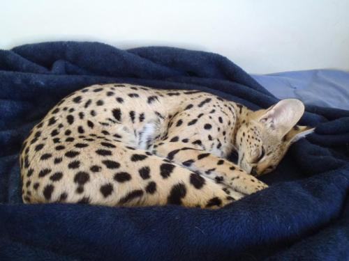 Nick Natoli (American, based St Louis, MO, USA) - Nick’s pet serval Cleo, who was on the loose for a