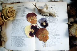 wolftea:  dried flowers, Edgar Allan Poe and baby deer teeth  