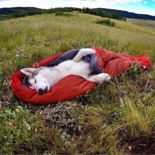 boredpanda: “Camping With Dogs” Instagram Will Inspire You To Go Hiking With Your Dog