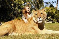 Unexplained-Events:  Meet Hercules The 900+ Lb Liger(Hybrid Offspring Of A Male Lion