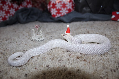 i-m-snek: Merry Hissmas! And a snooty new year! :]