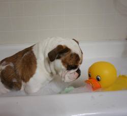 jamescolman:  Sorry duck, baths suck. #rubadubdub #bathtimeworsttime #winniethebulldog #englishbulldog by winnietheenglishbulldog