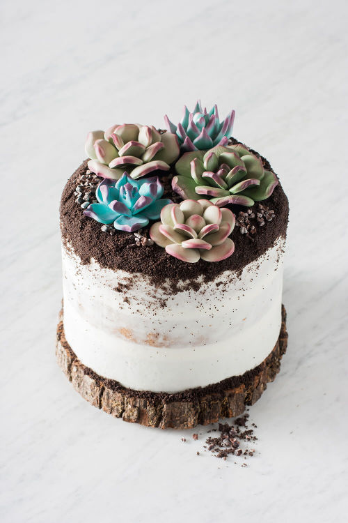 sweetoothgirl: SUCCULENT CAKE