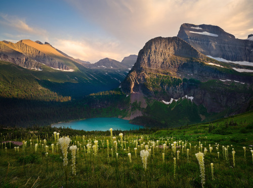 missjijy:  Bear Grass Heaven (by Rob Macklin) 