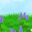 phacelia07