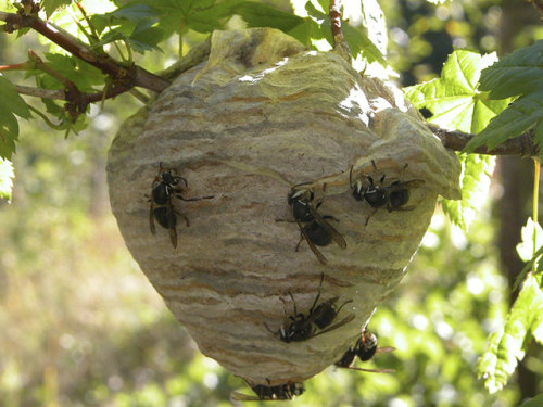 bogleech:If you ever find bald-faced hornets building a nest on your property, here are some things 