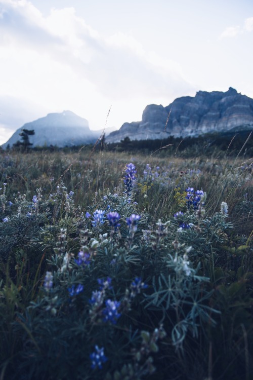 glacier national park- beyond your wildest dreams.