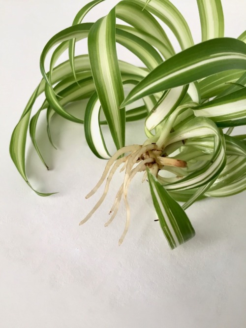 megansplants: Spider Plant (Chlorophytum comosum) – ‘Bonnie’I bit the bullet and t